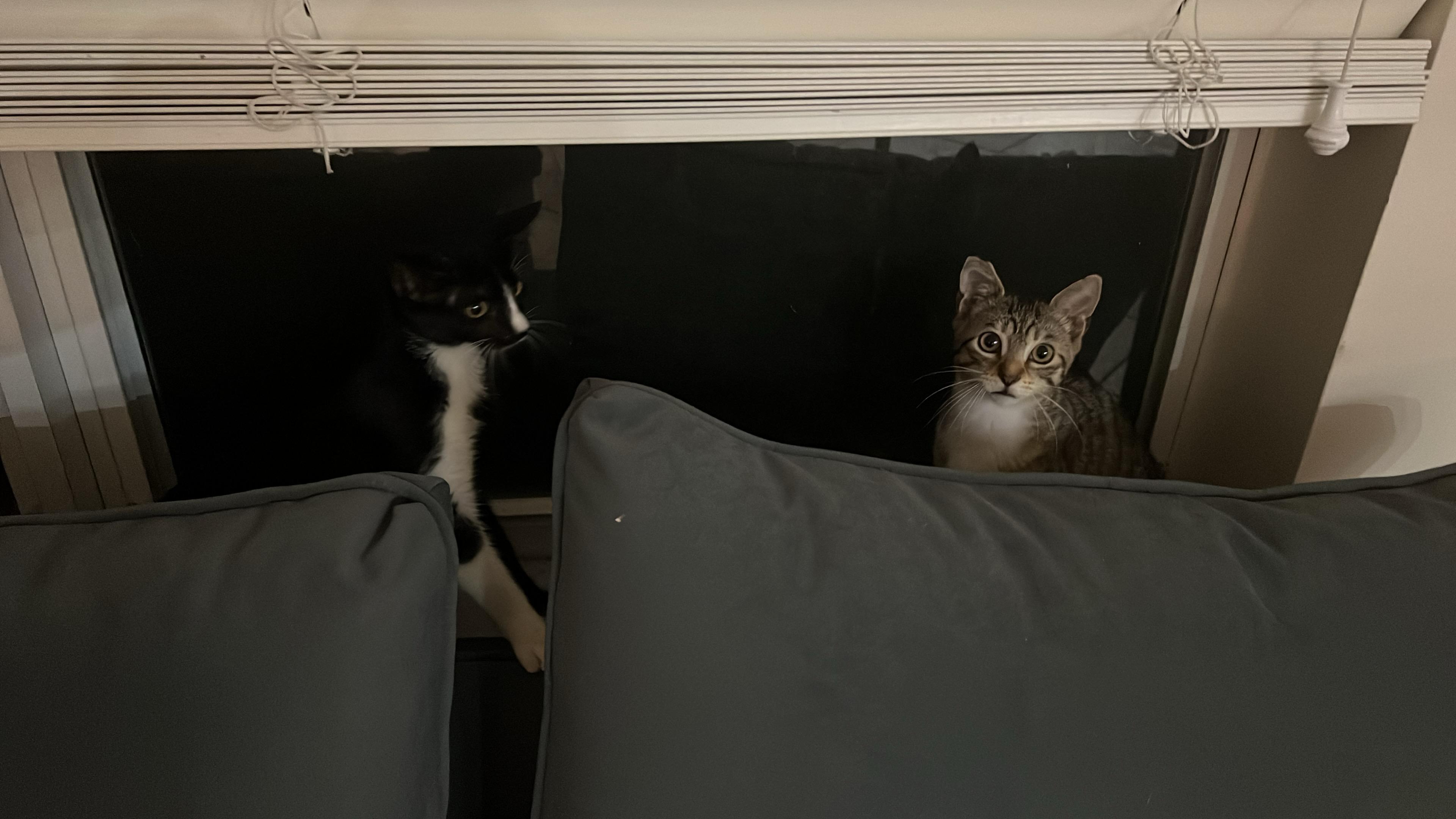 Enlarge Susie Q, an adopted Domestic Short Hair in Lauderhill, FL image 3/4