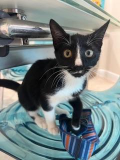 Enlarge Susie Q, an adopted Domestic Short Hair in Lauderhill, FL image 2/4