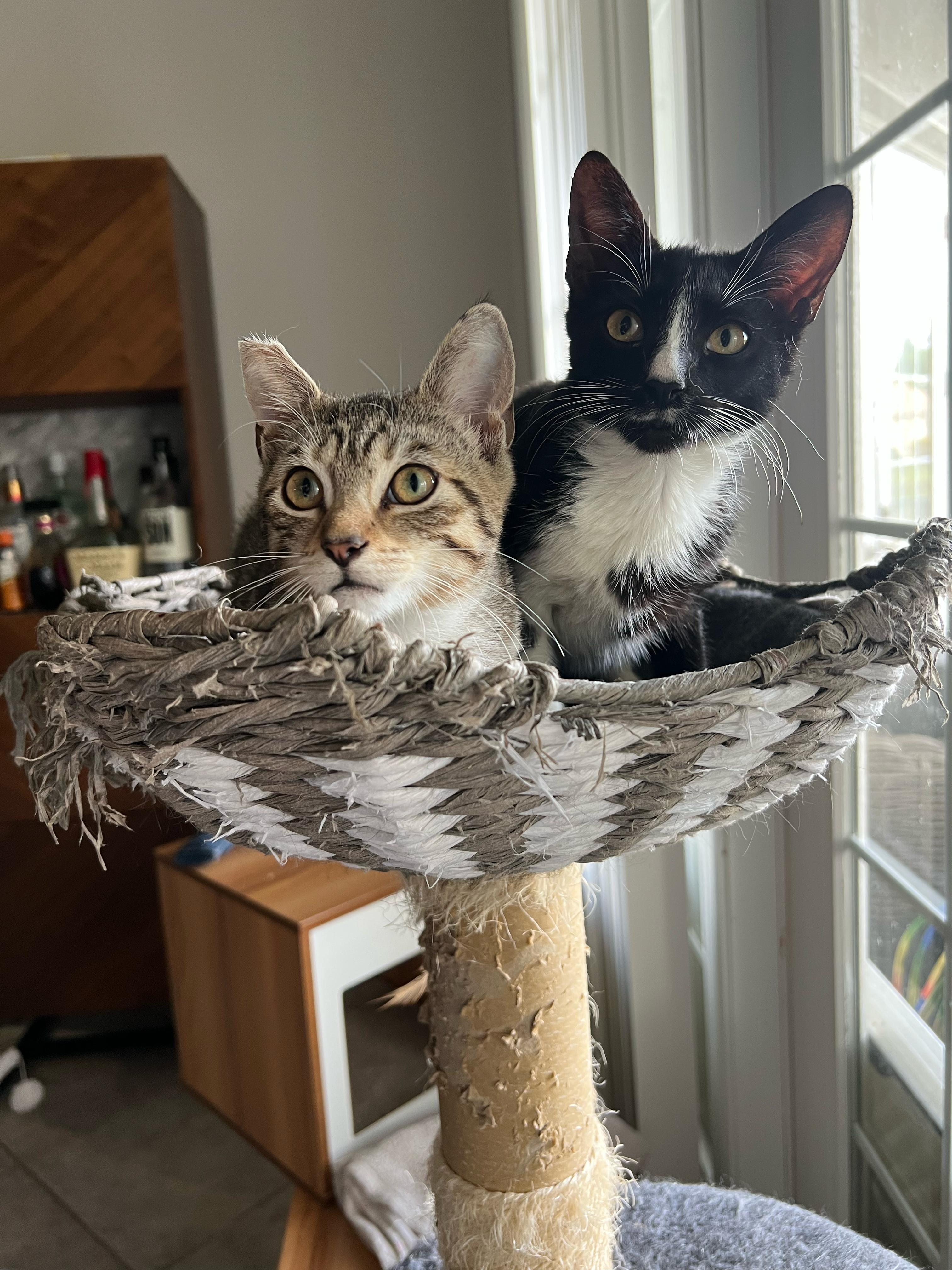 Susie Q, adopted, Kitten Female Domestic Short Hair.