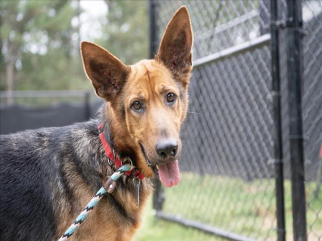 Enlarge PEACHY KEEN, a Adoptable German Shepherd Dog in Chapel Hill, NC image 1/1