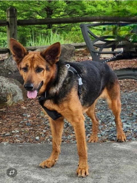 PEACHY KEEN, Adoptable, Adult Female German Shepherd Dog.