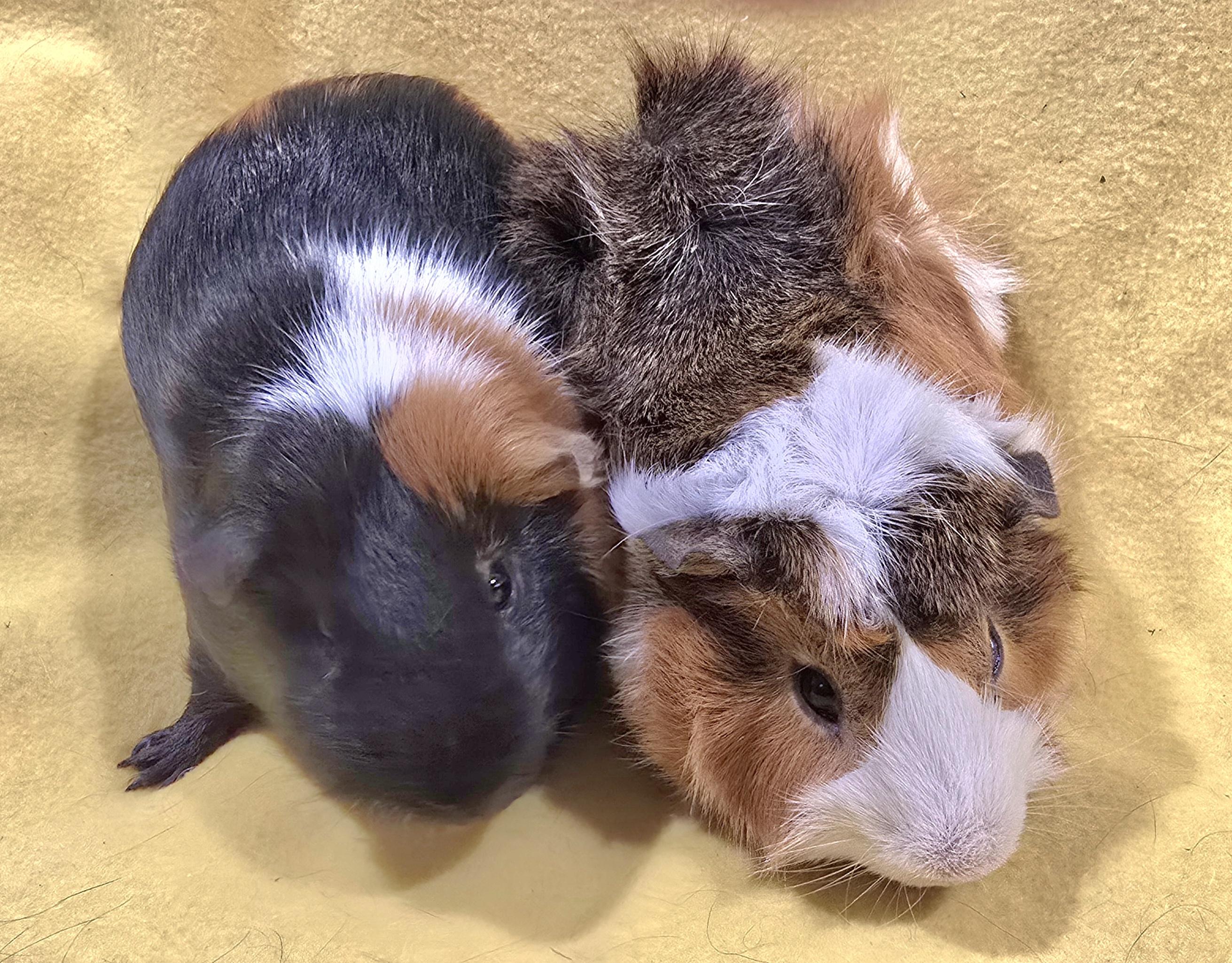 Max and Gus, adopted, Young Male Guinea Pig.