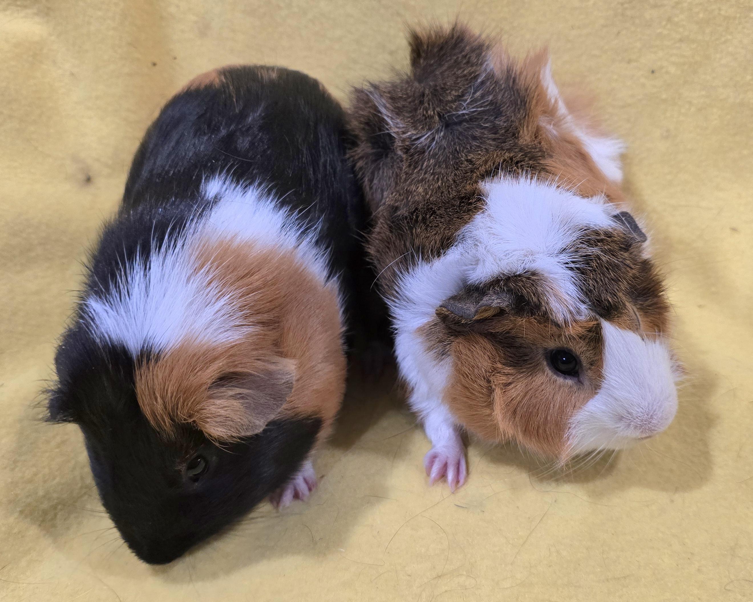 Max and Gus, an adopted Guinea Pig in New Kensington, PA image 4/5