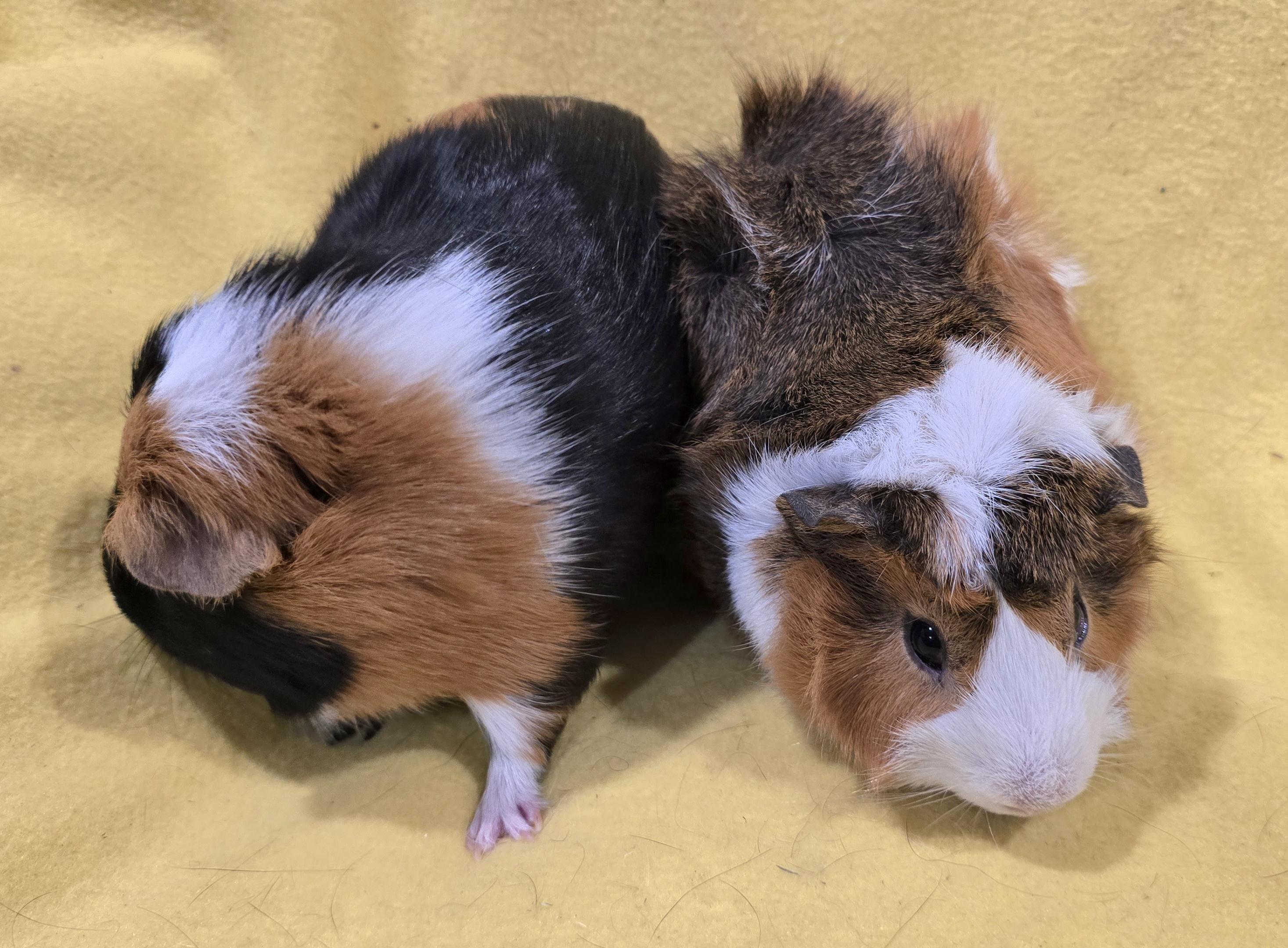Max and Gus, an adopted Guinea Pig in New Kensington, PA image 3/5