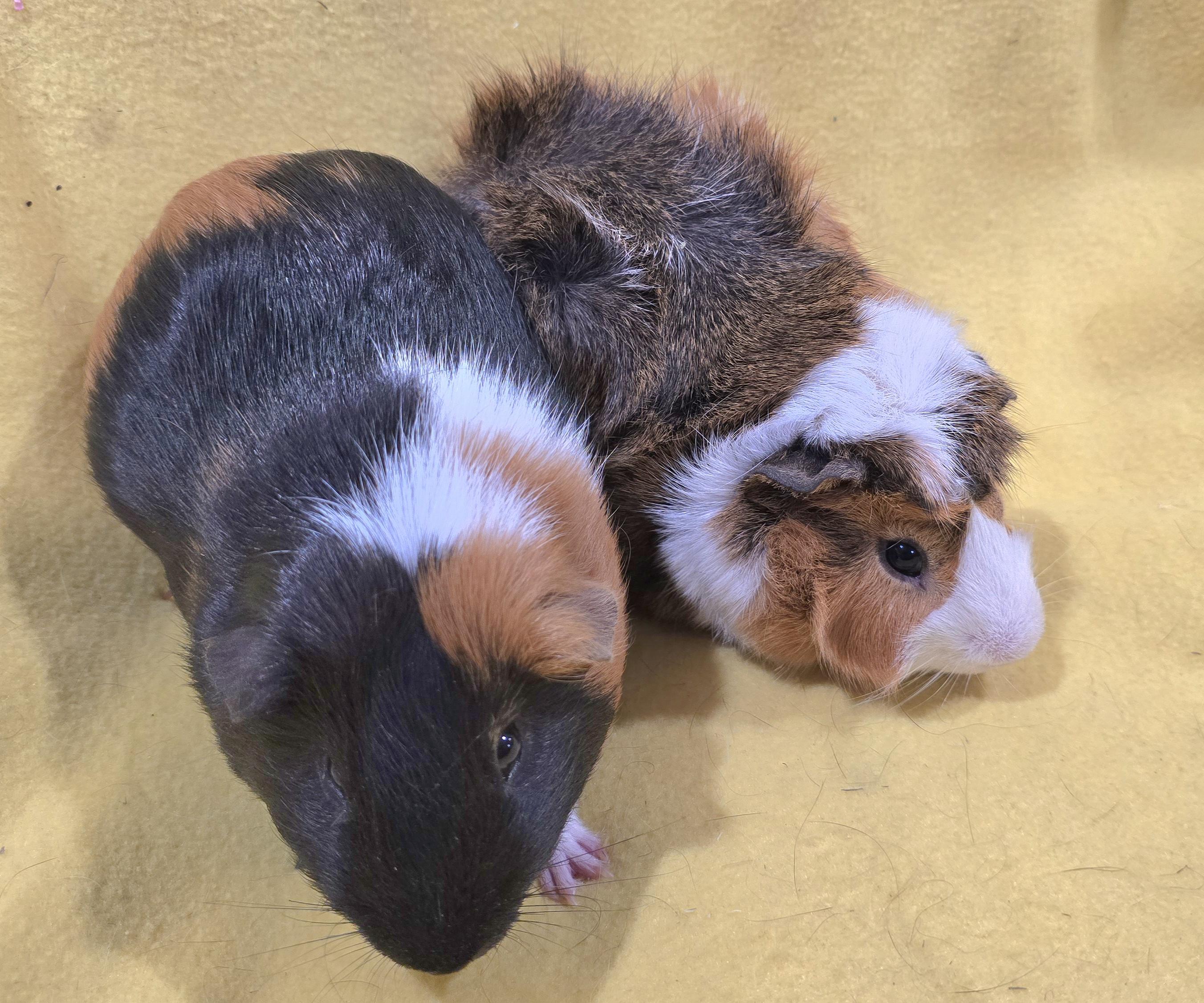 Max and Gus, an adopted Guinea Pig in New Kensington, PA image 2/5