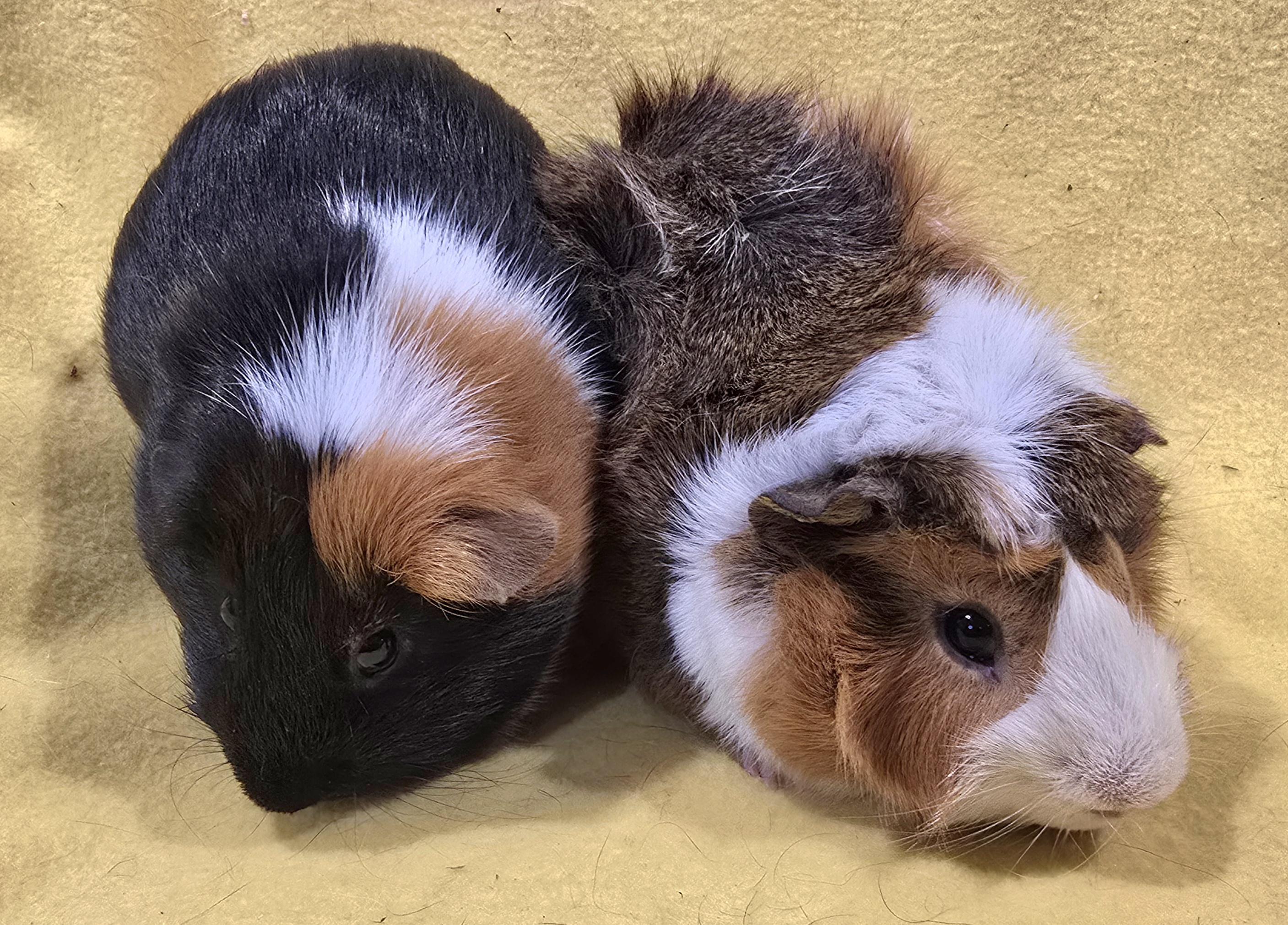 Max and Gus, an adopted Guinea Pig in New Kensington, PA image 5/5
