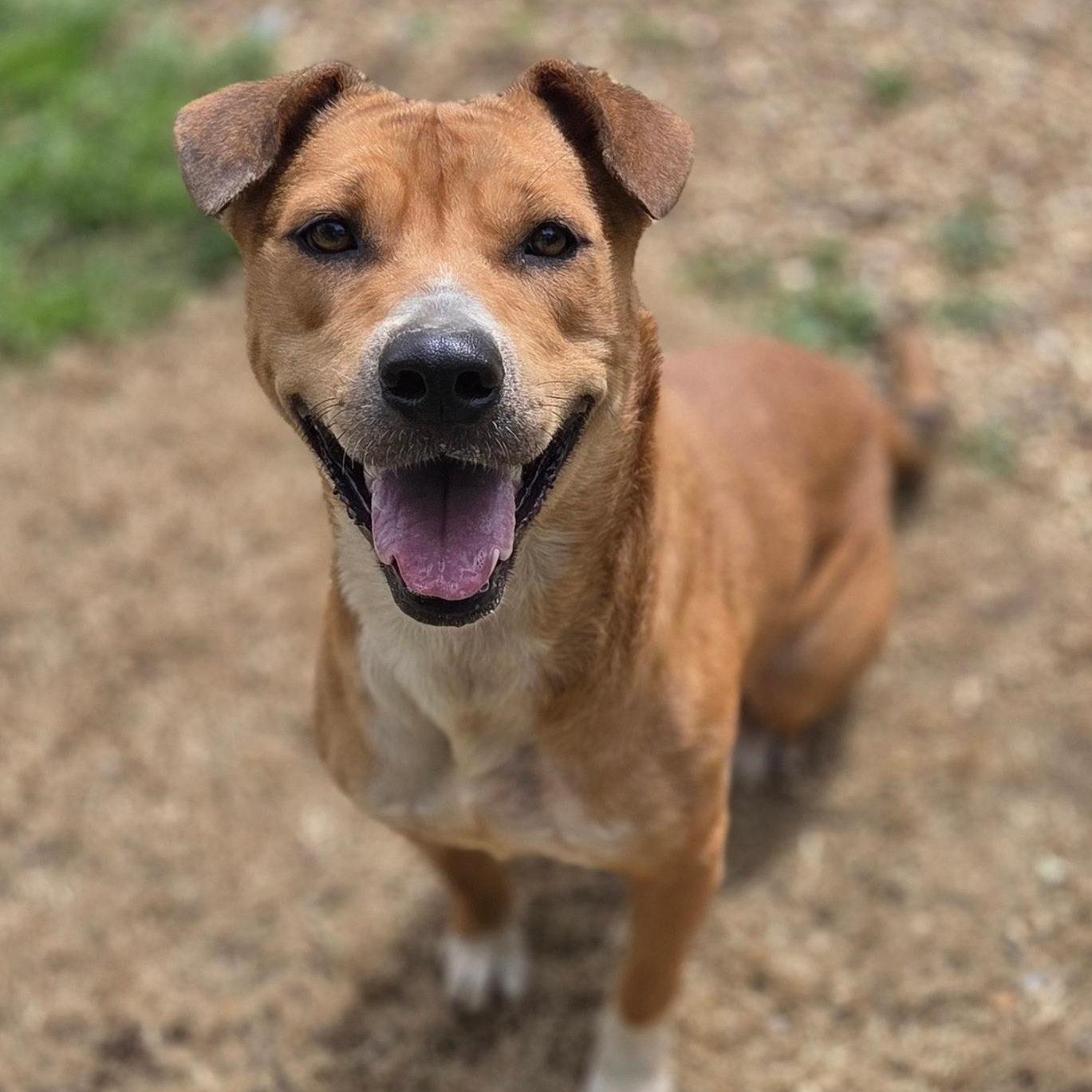 Enlarge Sophia, a Adoptable Hound in Madison, MS image 1/1