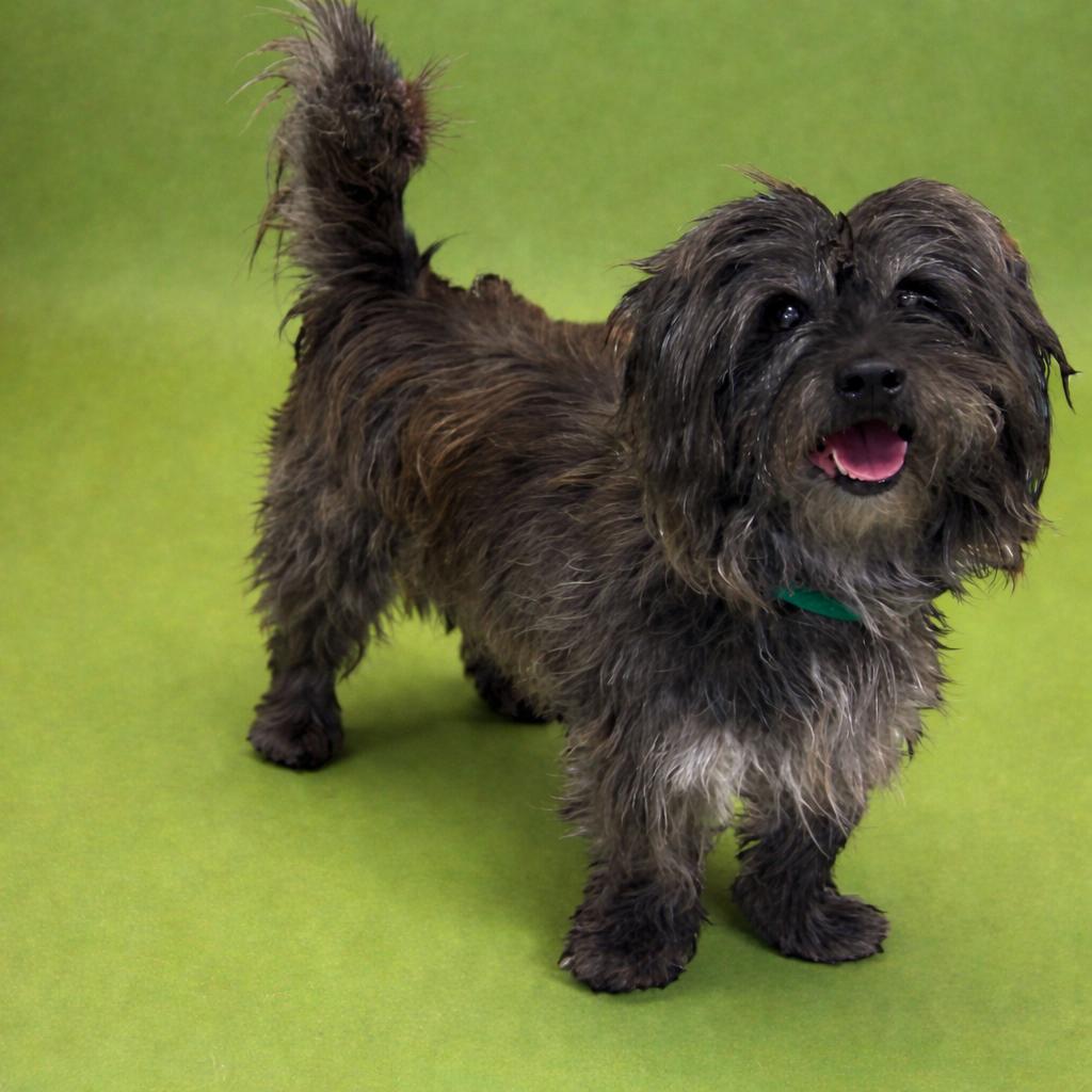 Beans, Adoptable, Adult Male Dachshund & Mixed Breed.