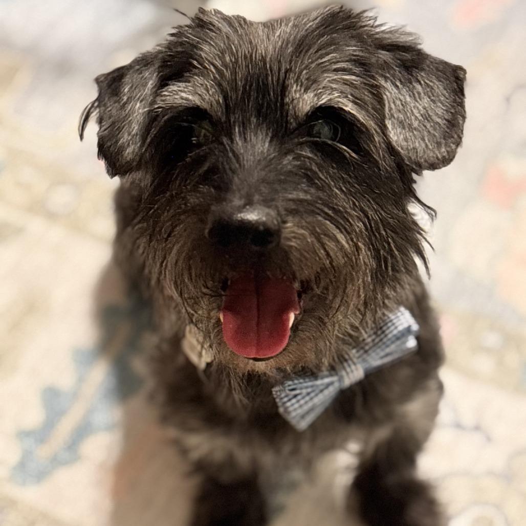Beans, Adoptable, Adult Male Schnauzer & Mixed Breed.