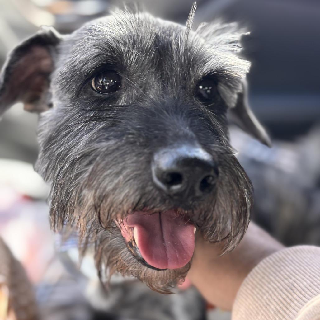 Enlarge Beans, a Adoptable mixed breed in Baton Rouge, LA image 3/6