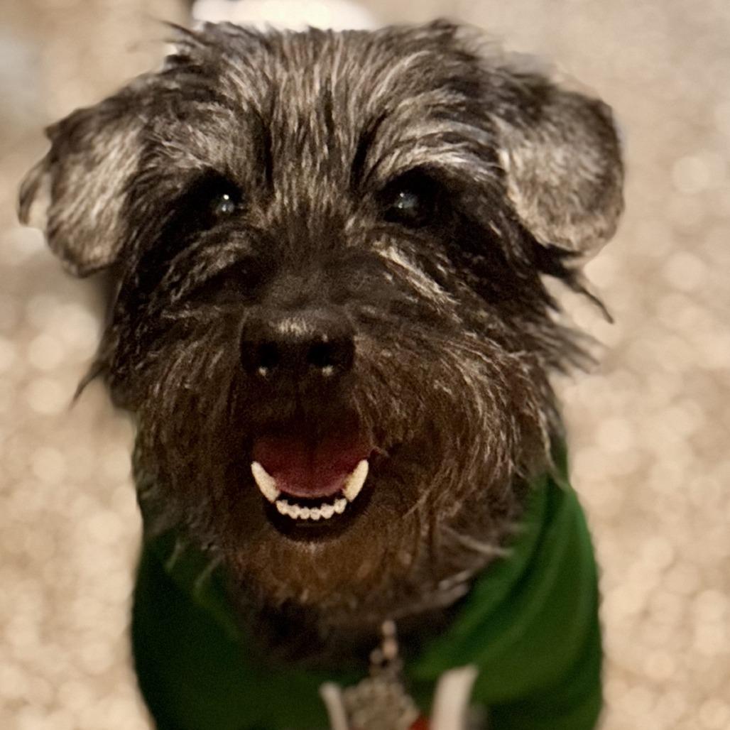 Enlarge Beans, a Adoptable mixed breed in Baton Rouge, LA image 4/6