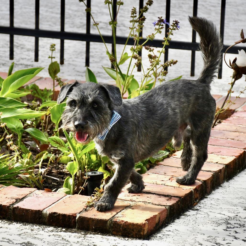 Enlarge Beans, a Adoptable mixed breed in Baton Rouge, LA image 2/6