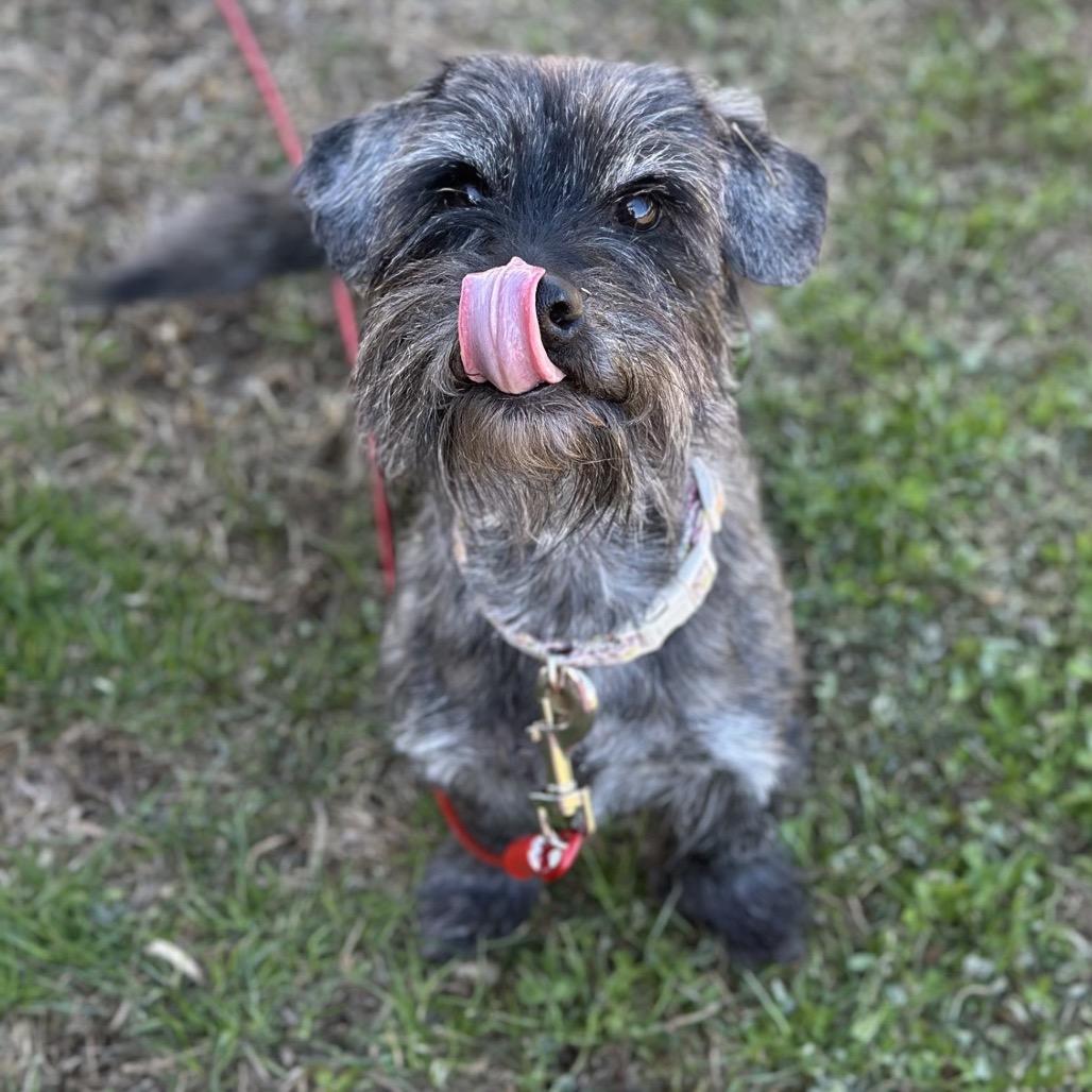Enlarge Beans, a Adoptable mixed breed in Baton Rouge, LA image 6/6