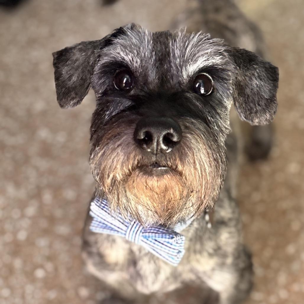 Enlarge Beans, a Adoptable mixed breed in Baton Rouge, LA image 6/6