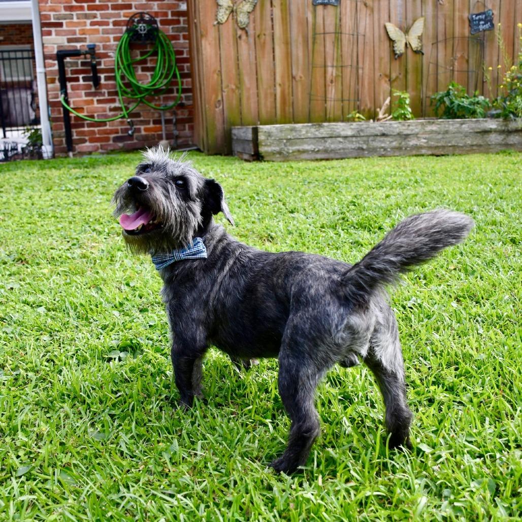 Enlarge Beans, a Adoptable mixed breed in Baton Rouge, LA image 6/6