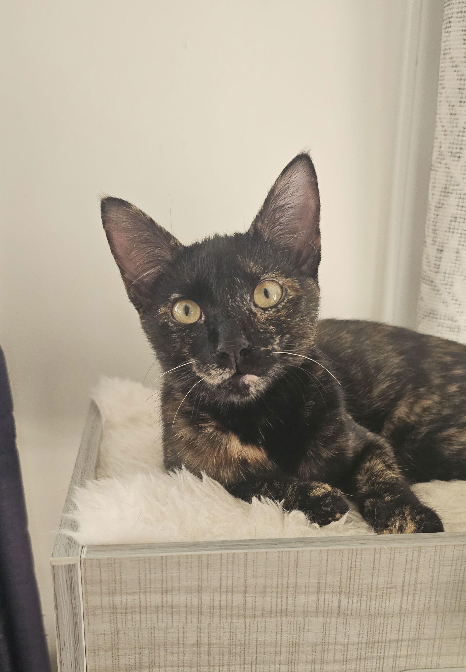 Sabrina, Adoptable, Young Female Domestic Short Hair.