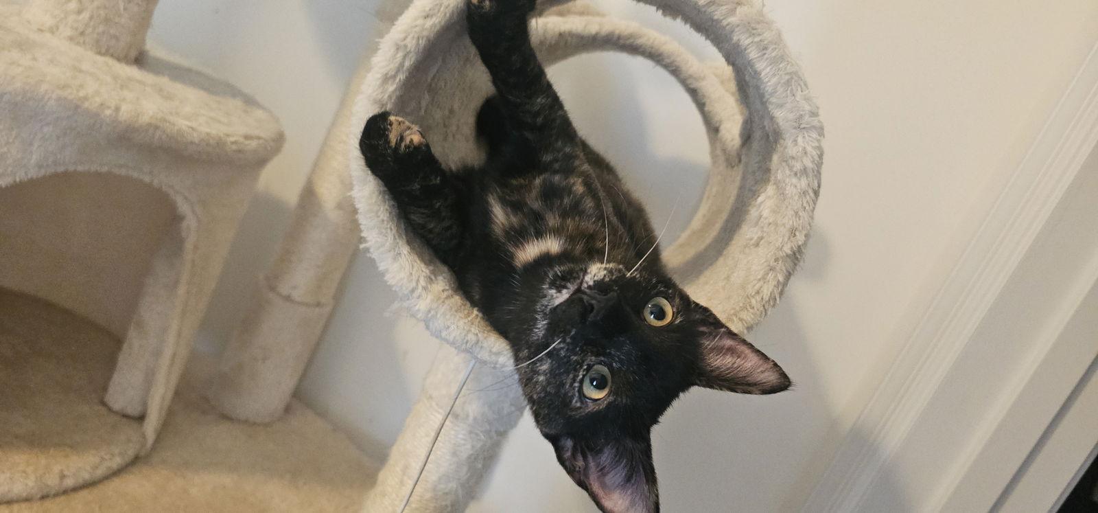 Enlarge Sabrina, a Adoptable Domestic Short Hair in Hanover, PA image 2/3