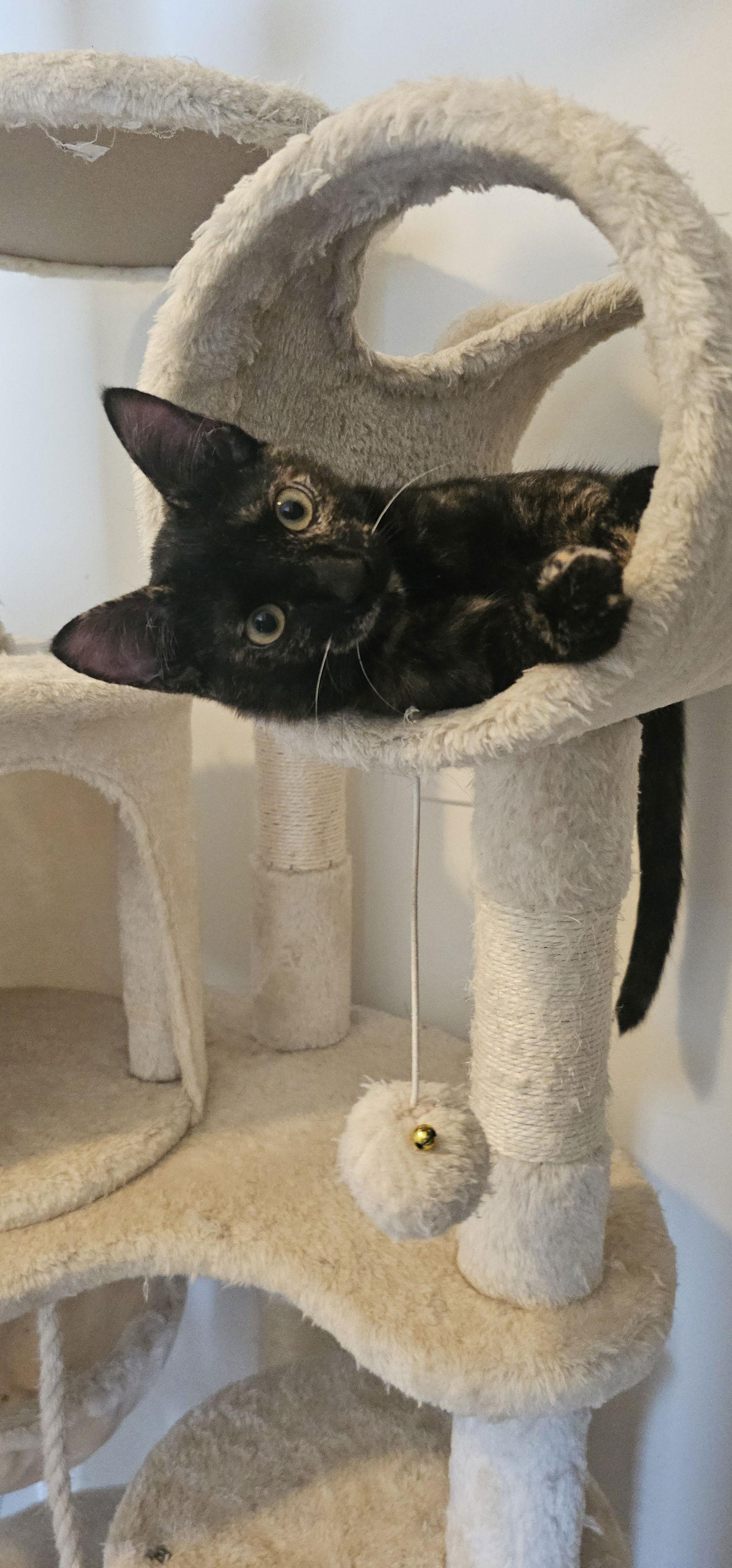 Enlarge Sabrina, a Adoptable Domestic Short Hair in Hanover, PA image 3/3