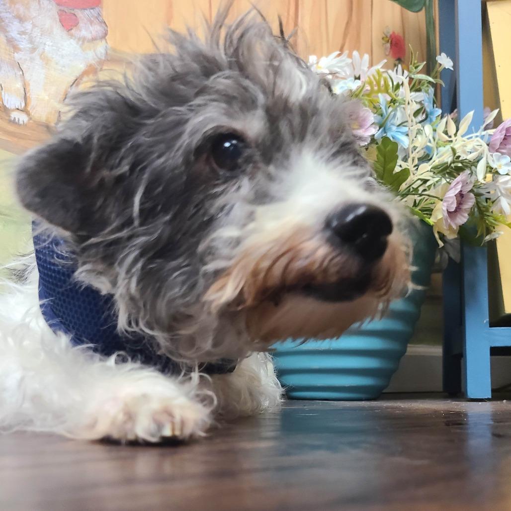 Bilbo, Adoptable, Adult Male Maltese & Poodle.