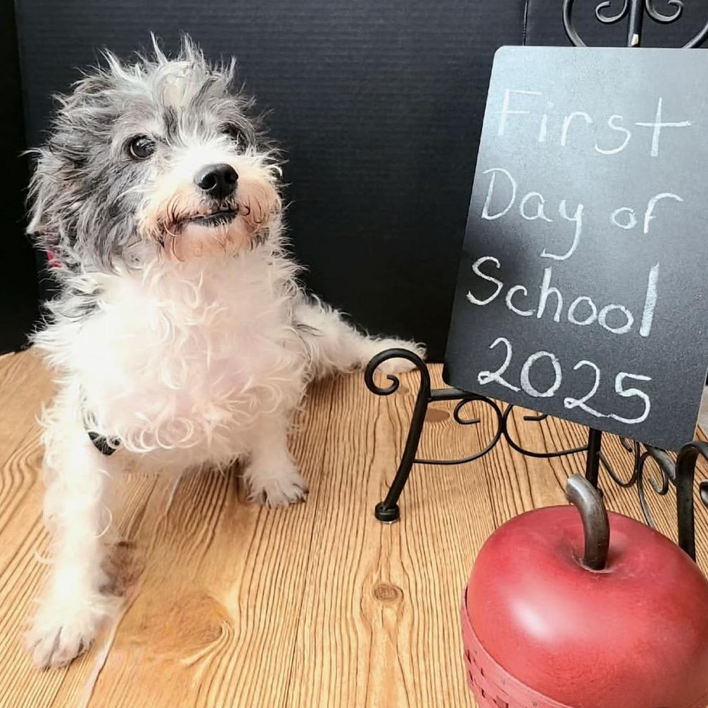 Bilbo, a Adoptable mixed breed in Yucaipa, CA image 2/3