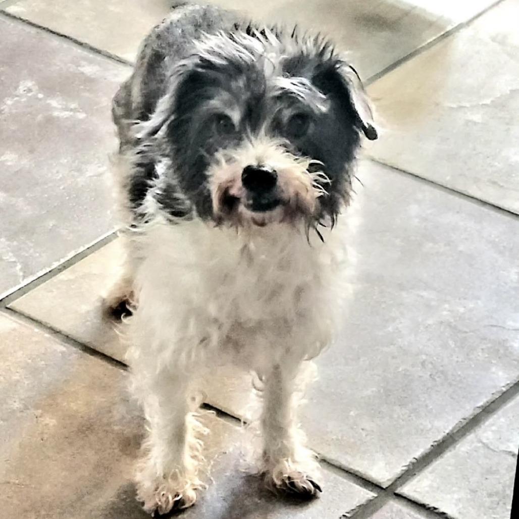 Bilbo, a Adoptable mixed breed in Yucaipa, CA image 3/3