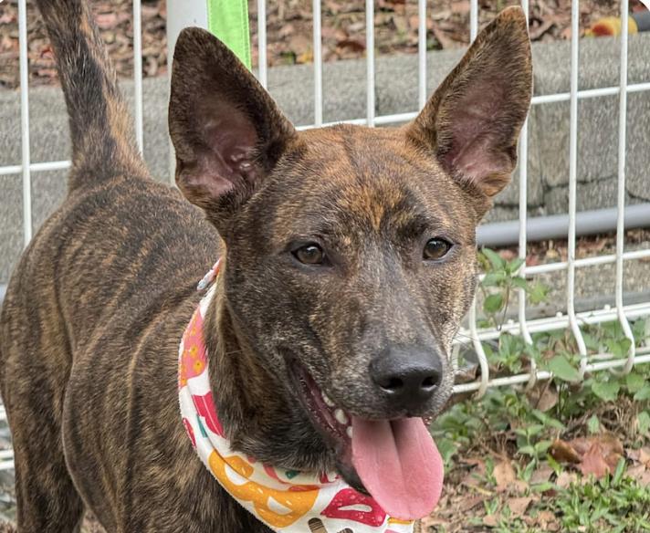 Koda, ADOPTABLE, Puppy Male Mountain Dog.