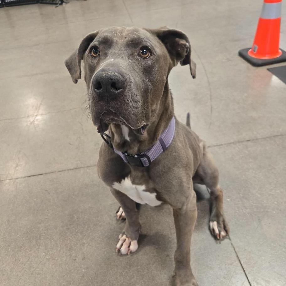 Carsten- Charlie, Adoptable, Adult Male Cane Corso & Weimaraner.