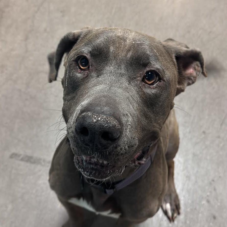 Enlarge Carsten- Charlie, a Adoptable mixed breed in Las Vegas, NV image 2/6