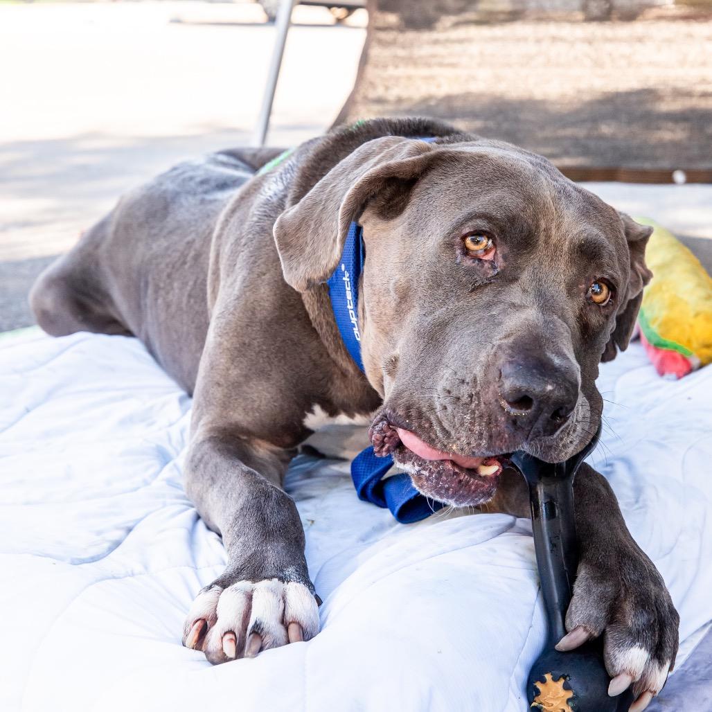 Enlarge Carsten- Charlie, a Adoptable mixed breed in Las Vegas, NV image 3/6