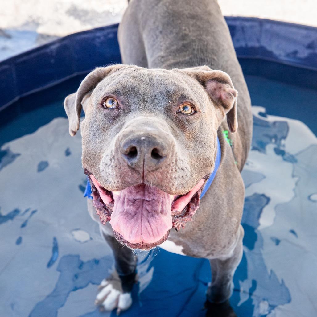 Enlarge Carsten- Charlie, a Adoptable mixed breed in Las Vegas, NV image 4/6