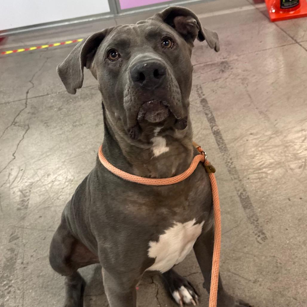 Enlarge Carsten- Charlie, a Adoptable mixed breed in Las Vegas, NV image 5/6