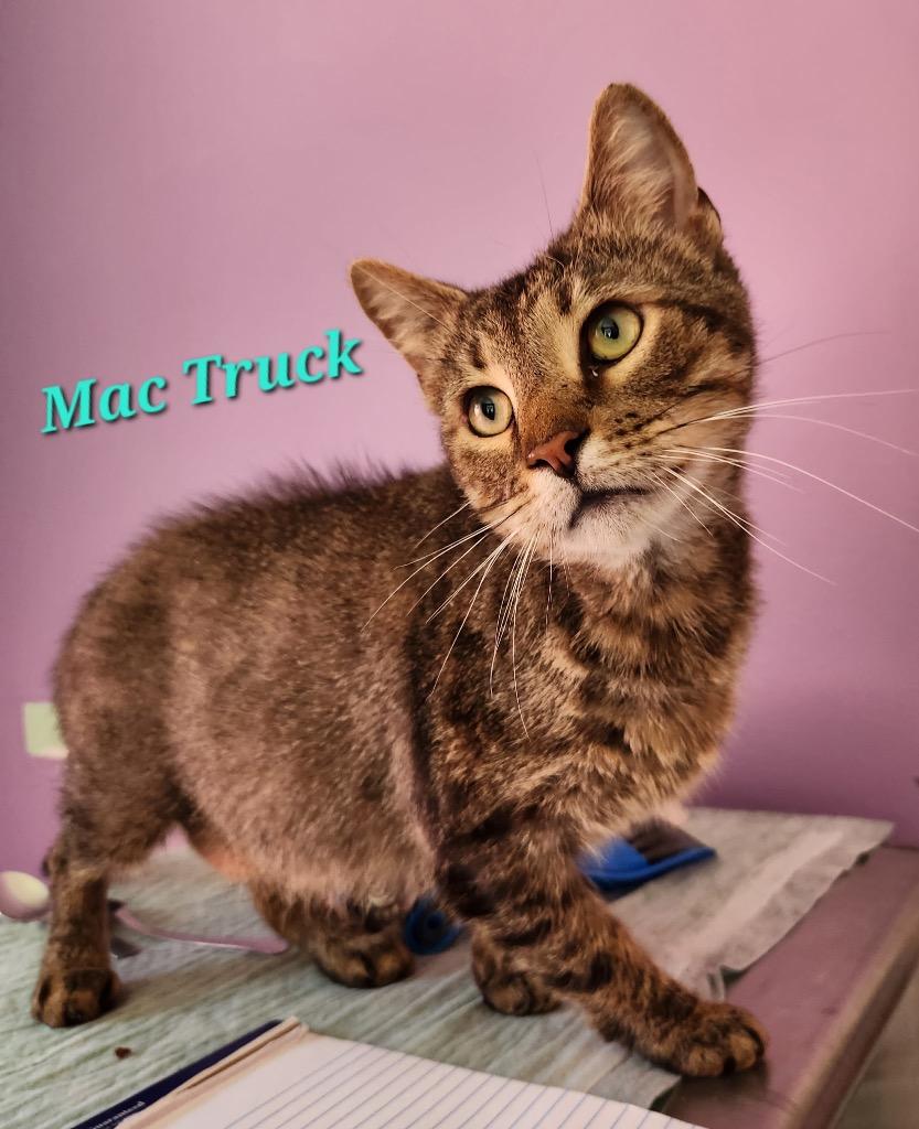 Mac Truck, Adoptable, Young Male Domestic Short Hair.