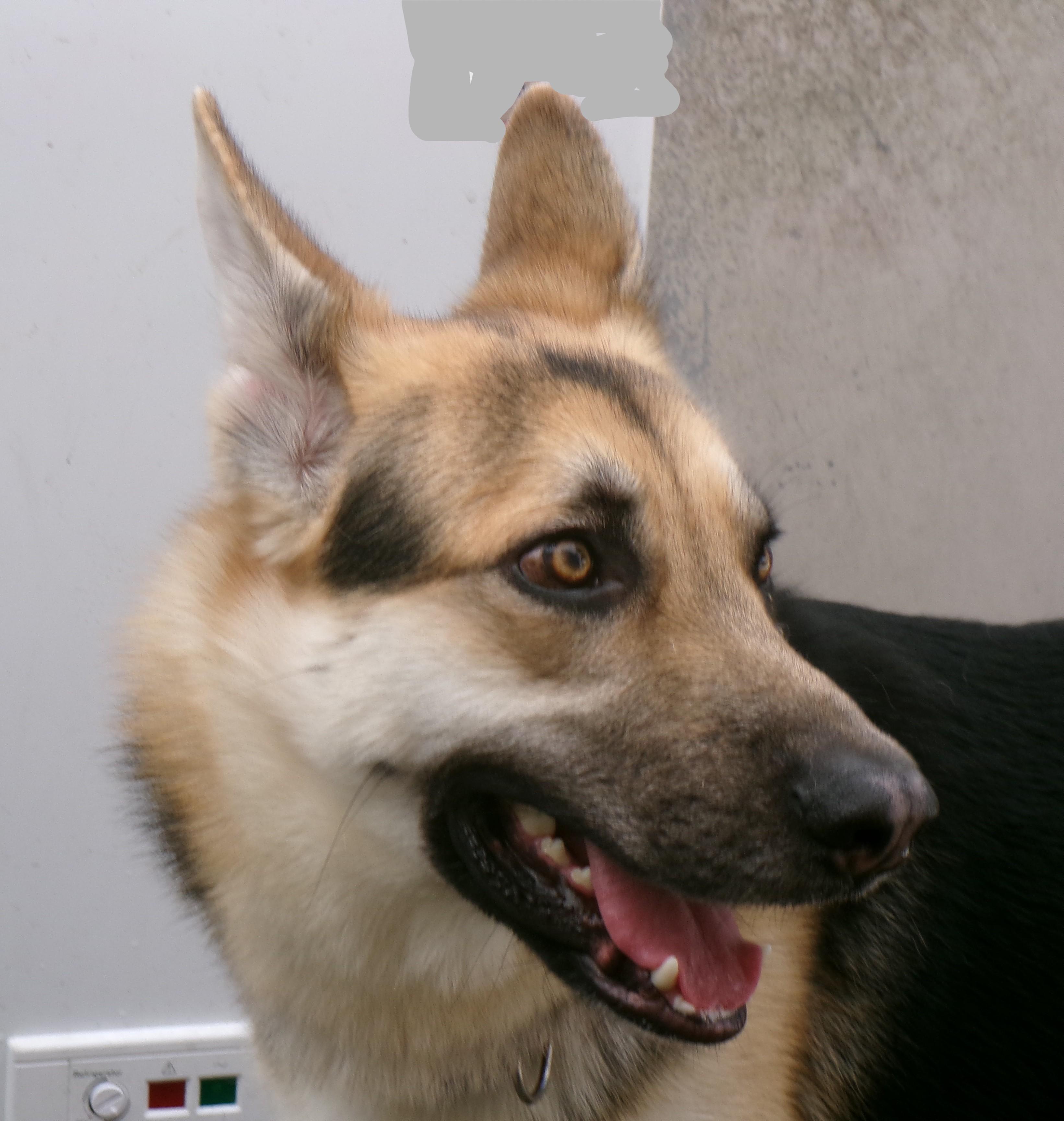 Otto German Shepherd Dog Dog