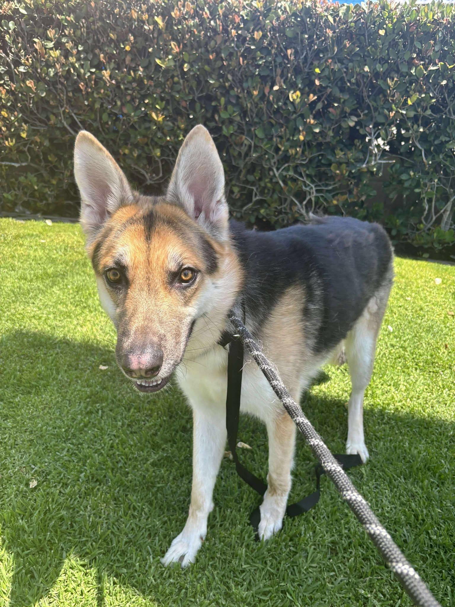 Otto, Young Male German Shepherd Dog