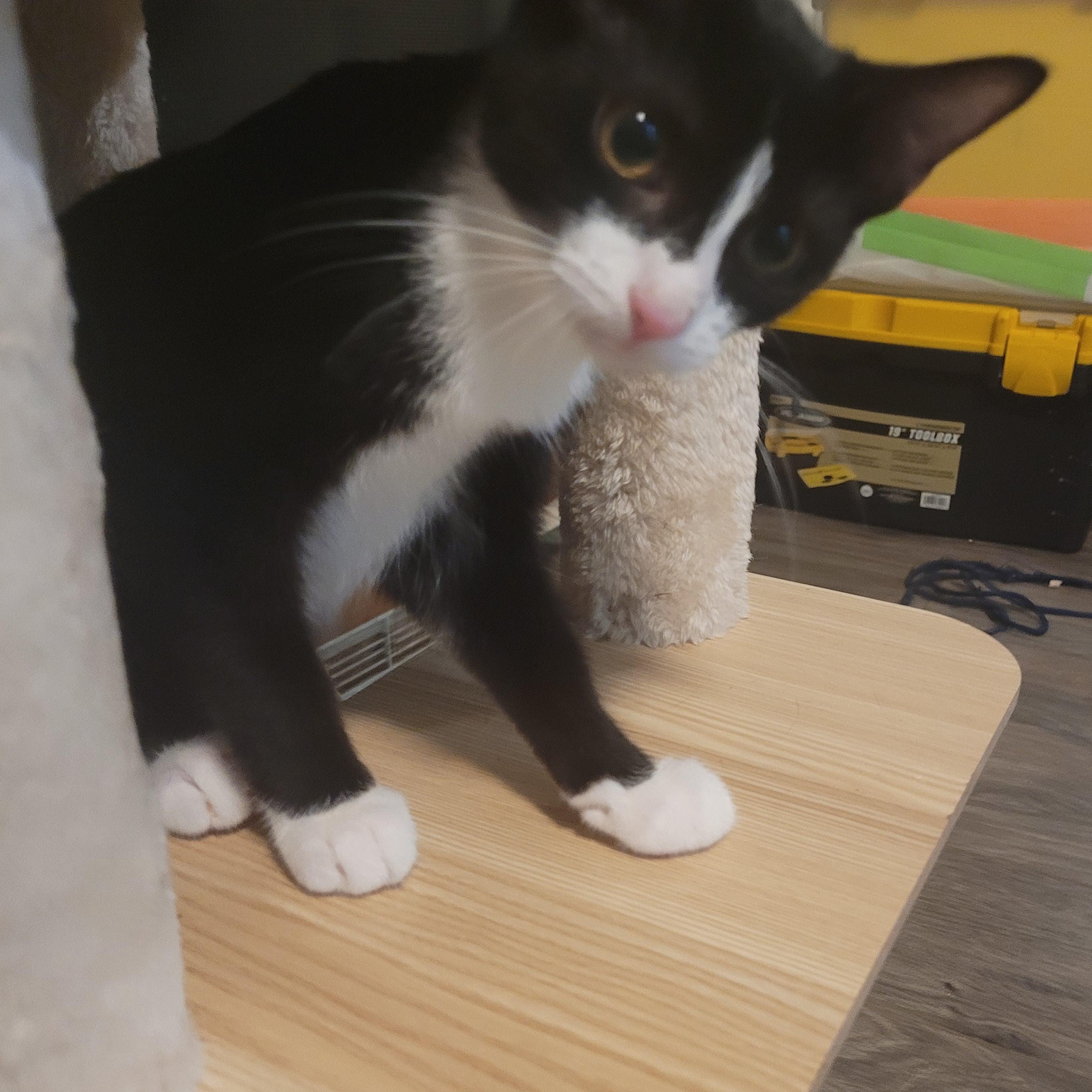 Enlarge Nani, a Adoptable mixed breed in Talcott, WV image 4/5