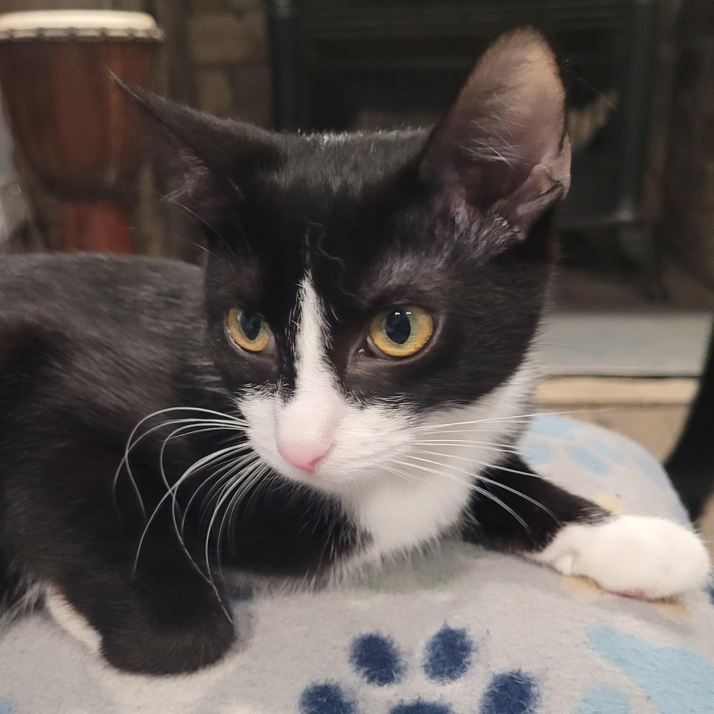 Enlarge Nani, a Adoptable mixed breed in Talcott, WV image 5/5