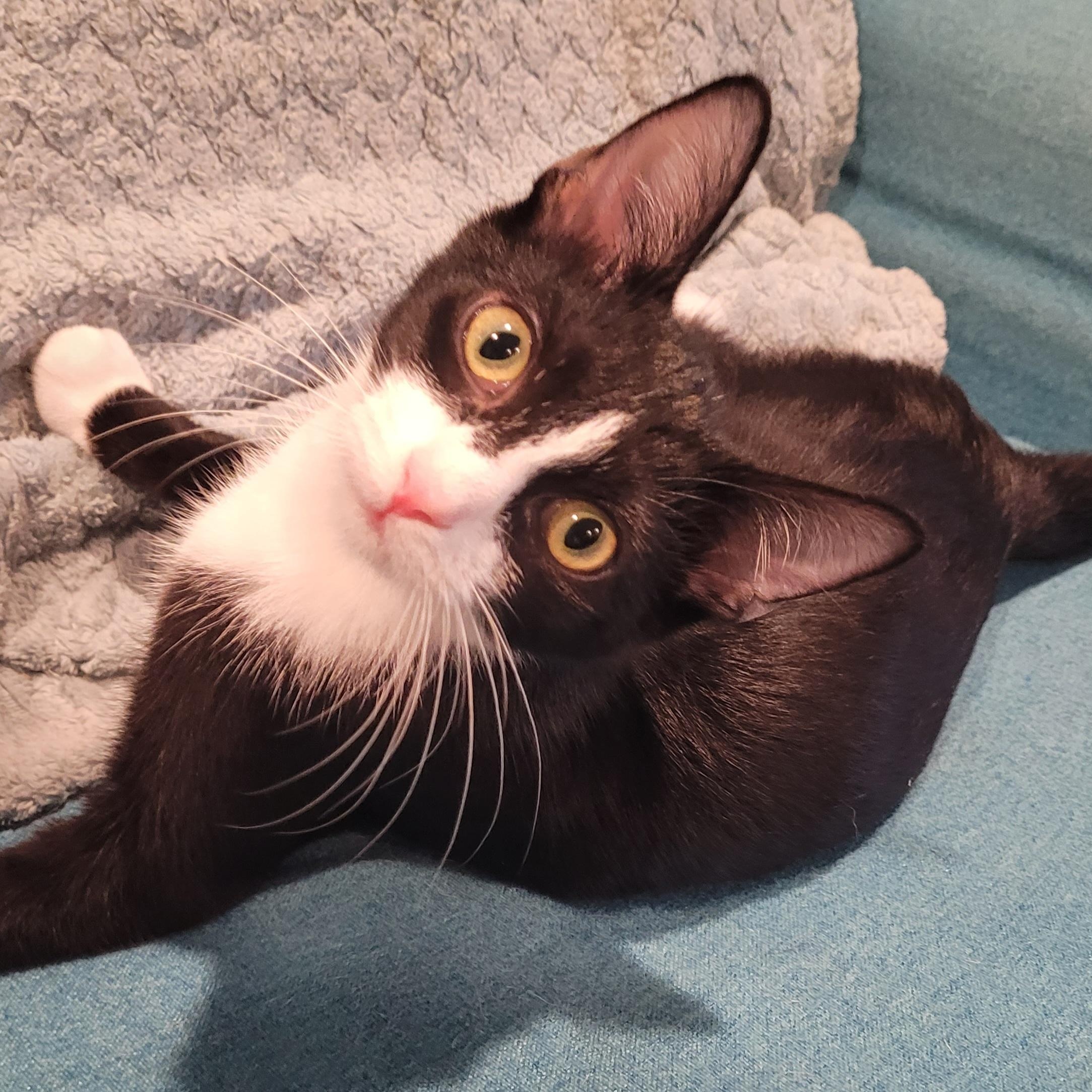 Nani, Adoptable, Young Female Tuxedo & Domestic Short Hair.