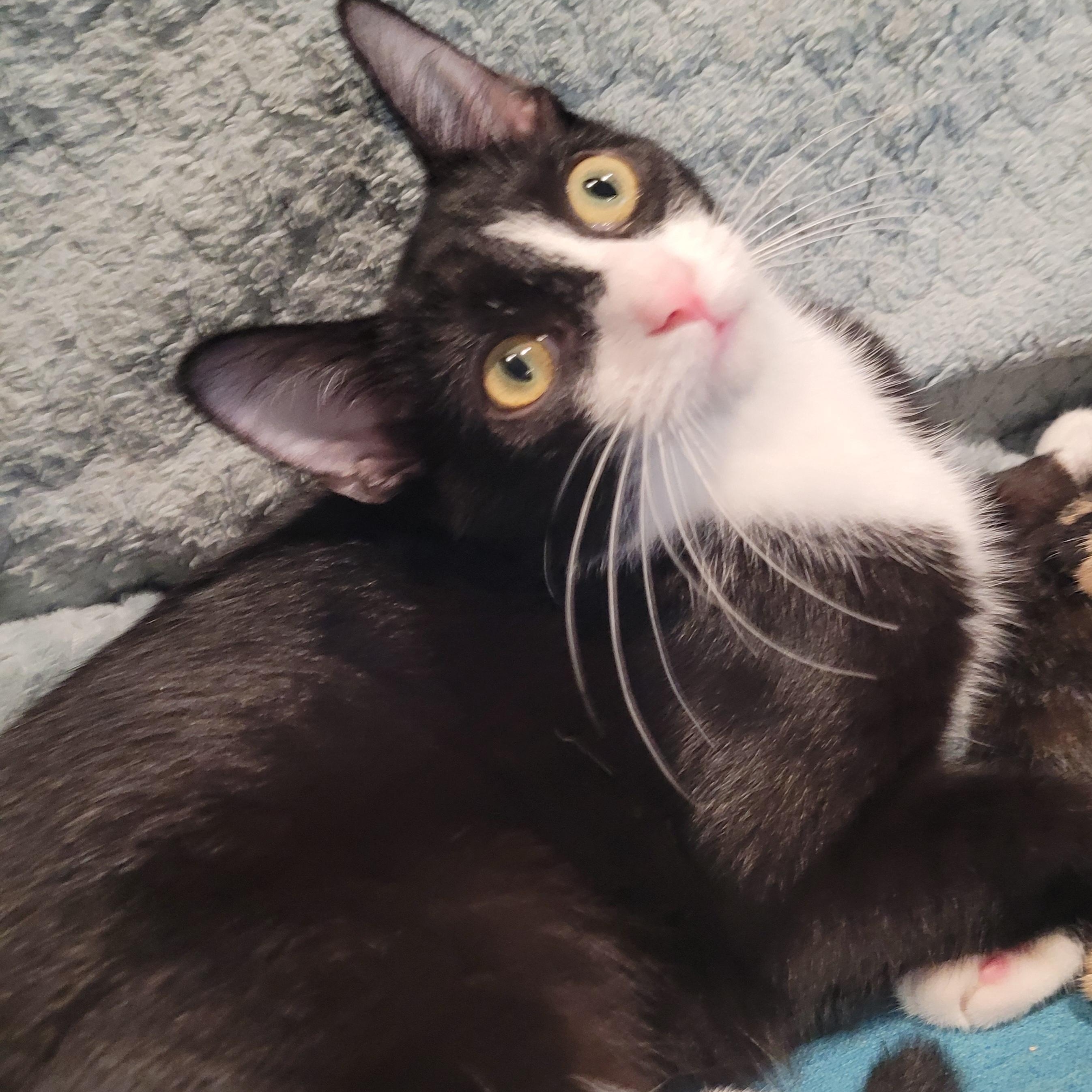 Enlarge Nani, a Adoptable mixed breed in Talcott, WV image 2/5