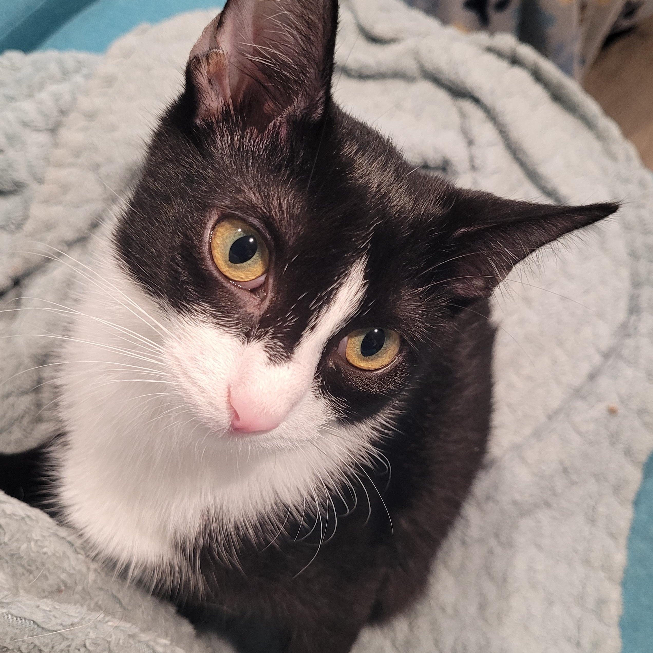 Enlarge Nani, a Adoptable mixed breed in Talcott, WV image 3/5