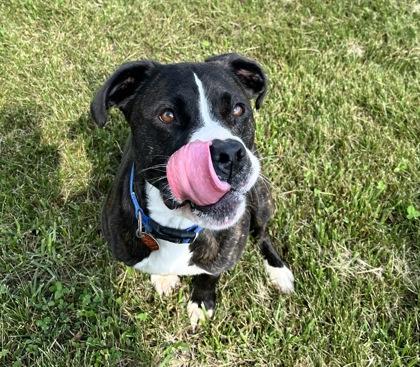 Clifford, Adoptable, Young Male Pit Bull Terrier & Mixed Breed.