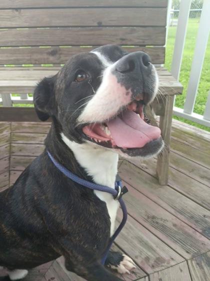 Enlarge Clifford, a Adoptable mixed breed in Columbus, IN image 2/3