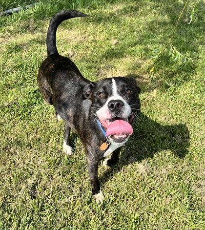 Enlarge Clifford, a Adoptable mixed breed in Columbus, IN image 3/3