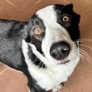 Braxton — thumbnail 2