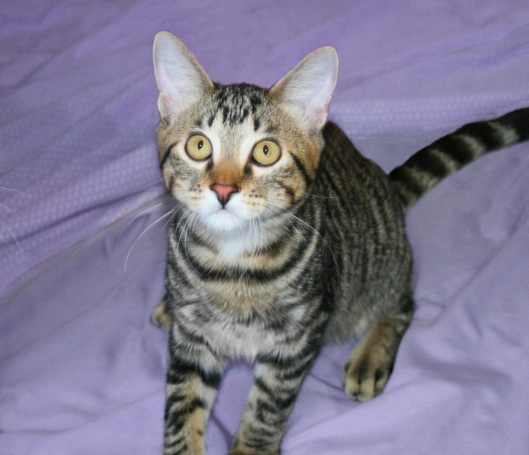Enlarge Trent, a ADOPTABLE Tabby in Victoria, MN image 2/3