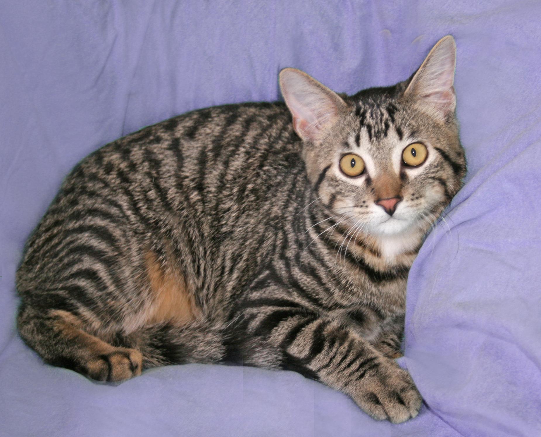 Enlarge Trent, a ADOPTABLE Tabby in Victoria, MN image 3/3