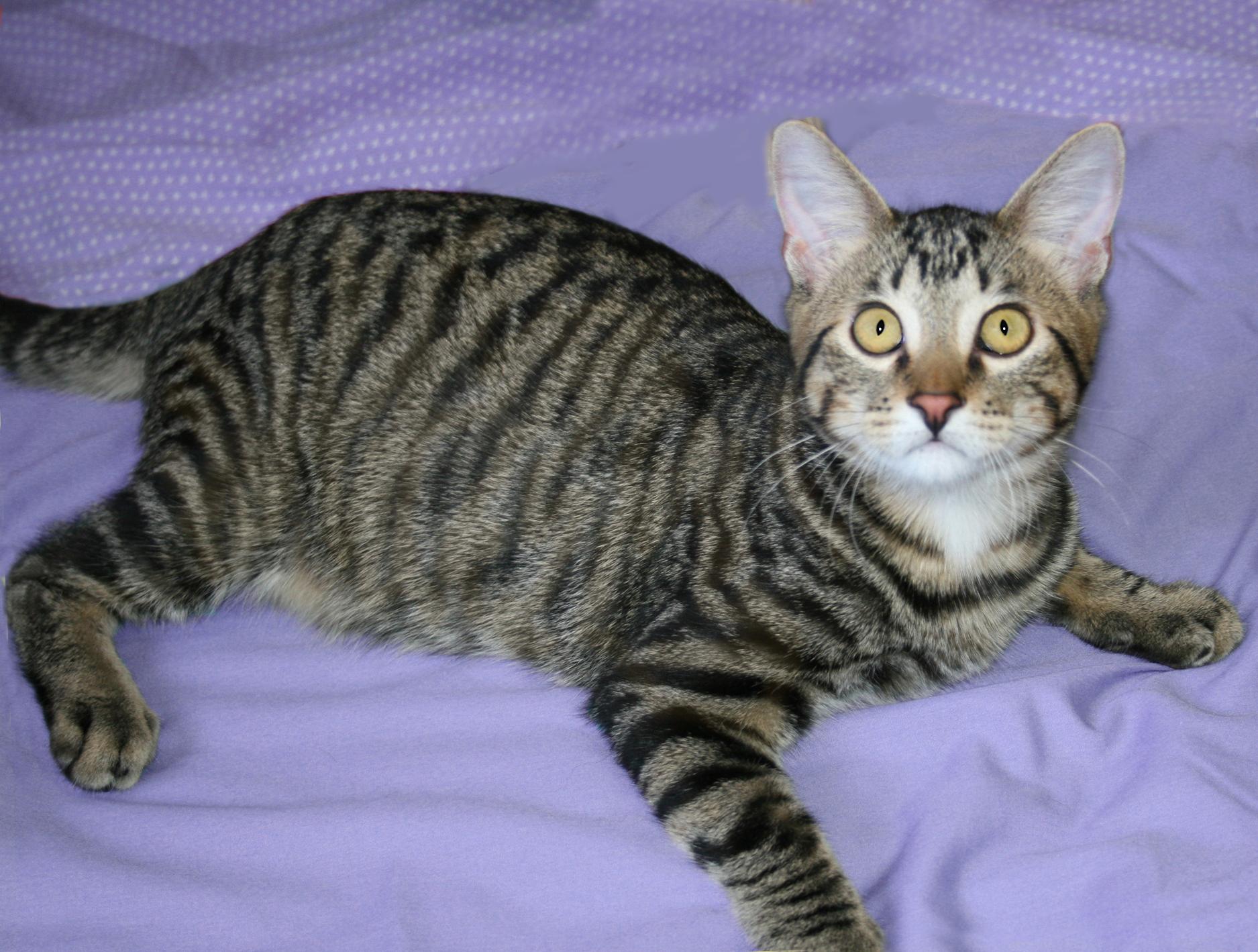 Trent, ADOPTABLE, Kitten Male Tabby.