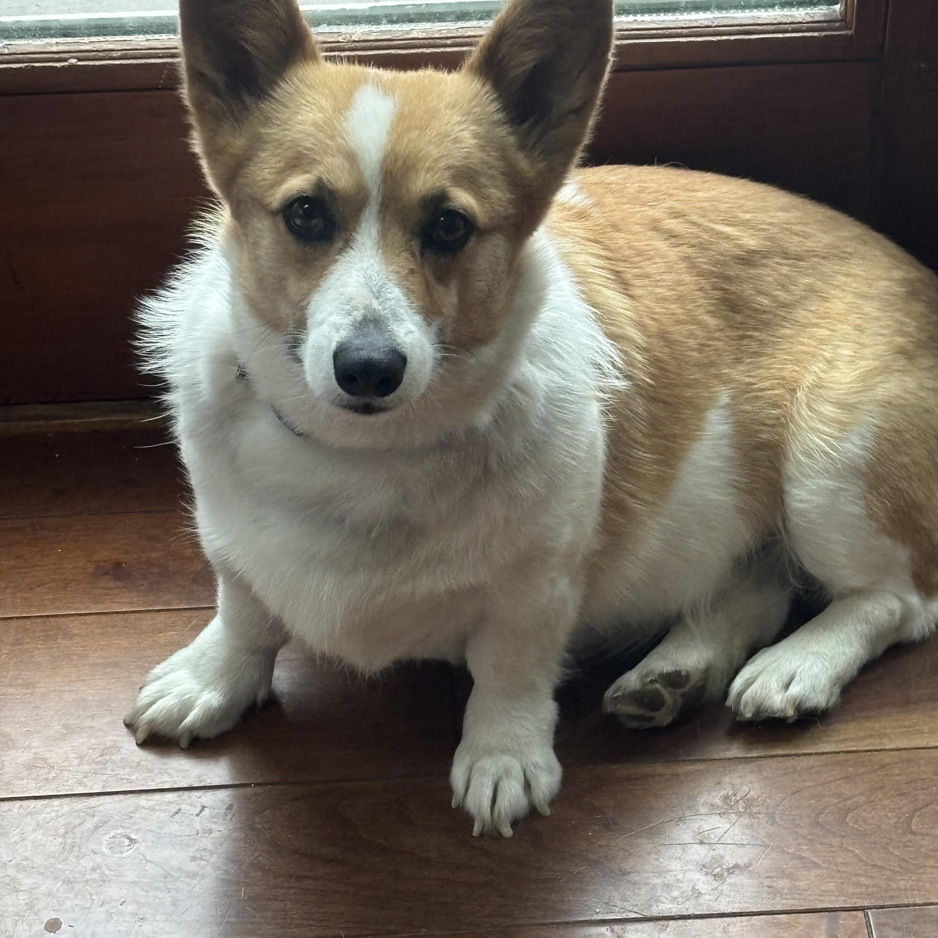 Cassie. ADOPTED, ADOPTABLE, Young Female Corgi.