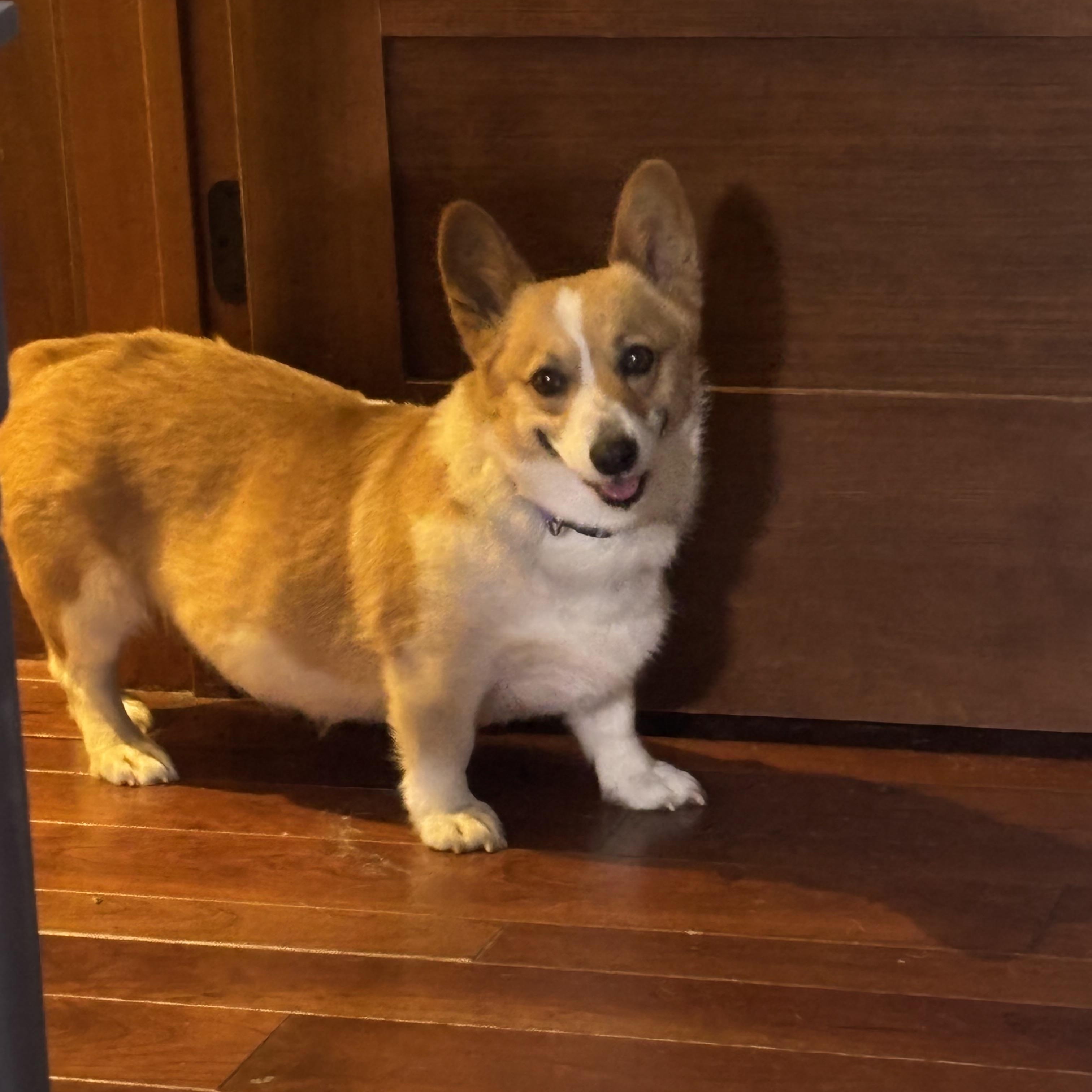 Enlarge Cassie. ADOPTED, a ADOPTABLE Corgi in Union Grove, WI image 3/4
