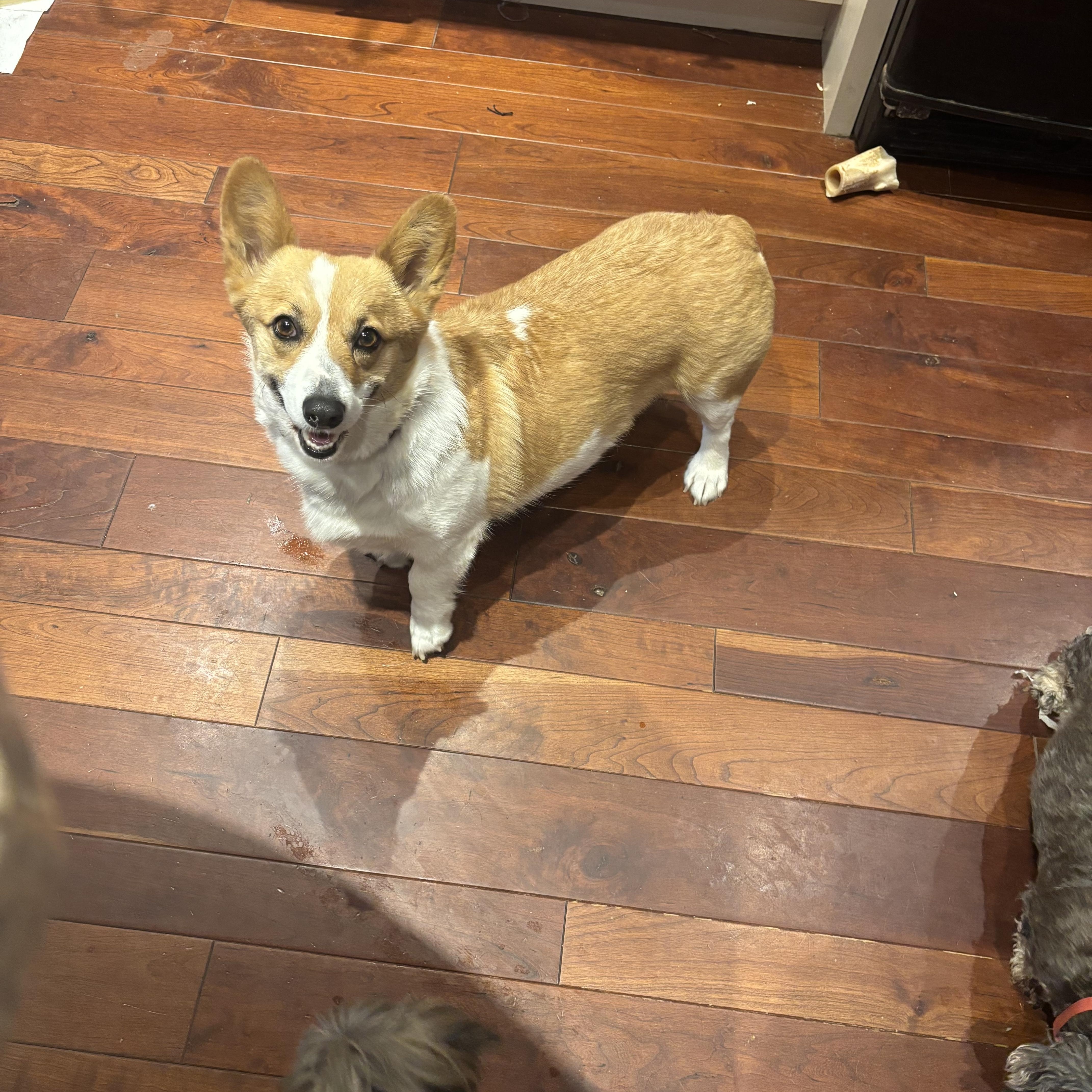 Enlarge Cassie. ADOPTED, a ADOPTABLE Corgi in Union Grove, WI image 2/4