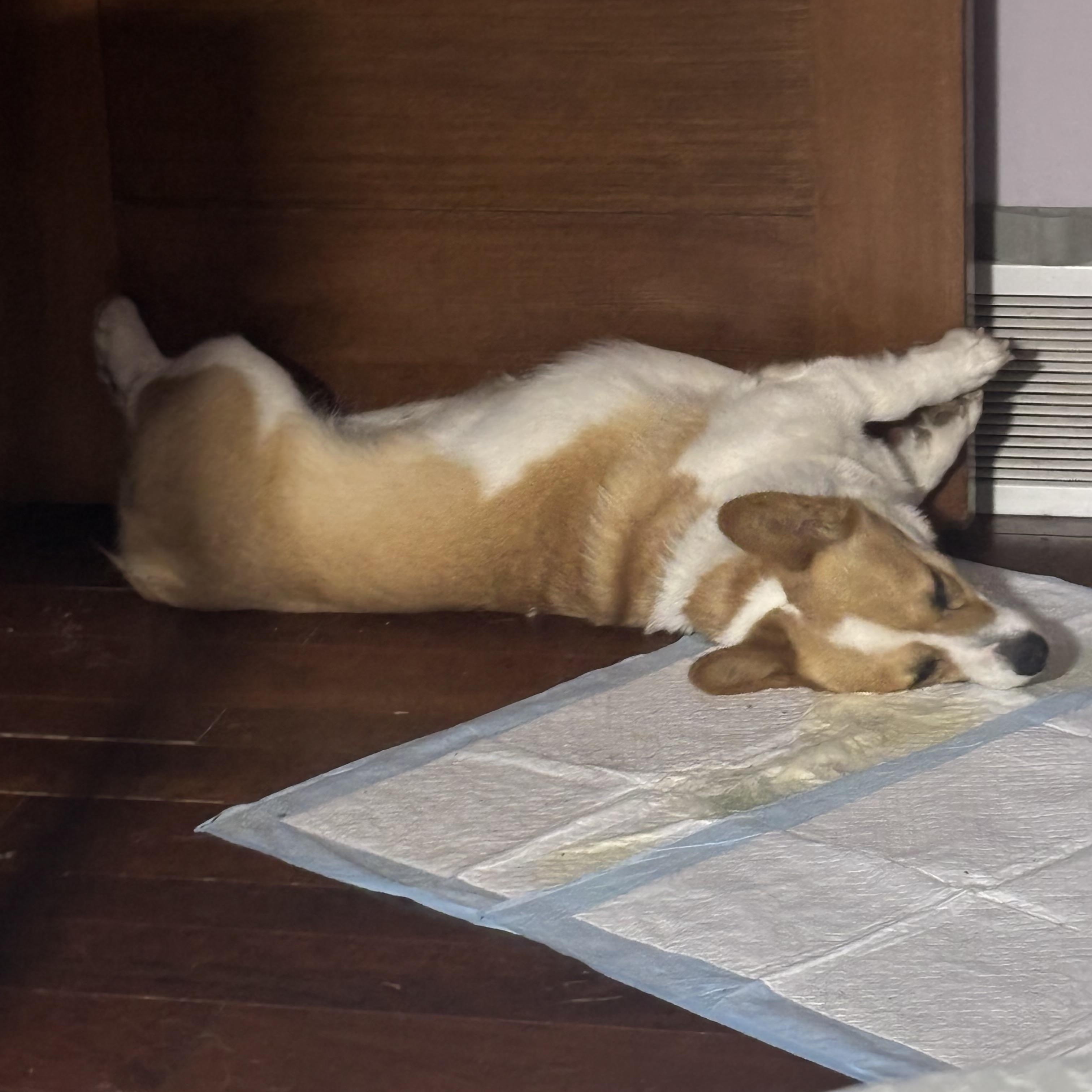 Enlarge Cassie. ADOPTED, a ADOPTABLE Corgi in Union Grove, WI image 4/4